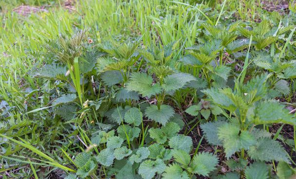 Nettle started in vegetation - Medicinal plant - Benefits of nettle concept. - Photo, Image