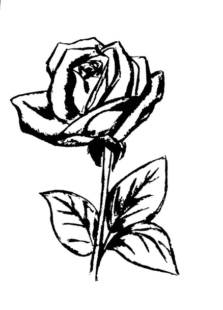 imagen en blanco y negro de una rosa sobre un tallo con hojas - Foto, Imagen