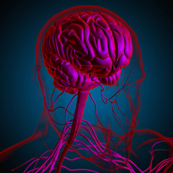 医学的概念のためのヒト脳解剖学3Dイラスト - 写真・画像