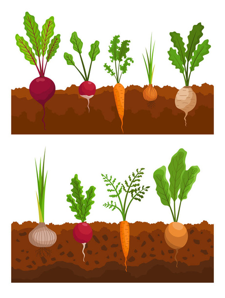 Zelenina roste v zemi. Rostliny s kořenovou strukturou. Farmářský produkt pro jídelní lístek nebo značku trhu. Organické a zdravé potraviny - Vektor, obrázek