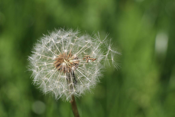 dandelion in the grass with seeds ready to blow away - Valokuva, kuva