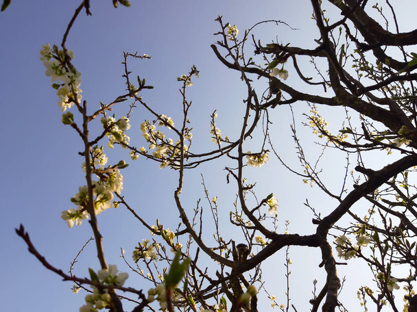 Bella primavera floreale sfondo astratto della natura. Rami di fioritura macro albicocca con soft focus su delicato sfondo cielo azzurro.  - Foto, immagini