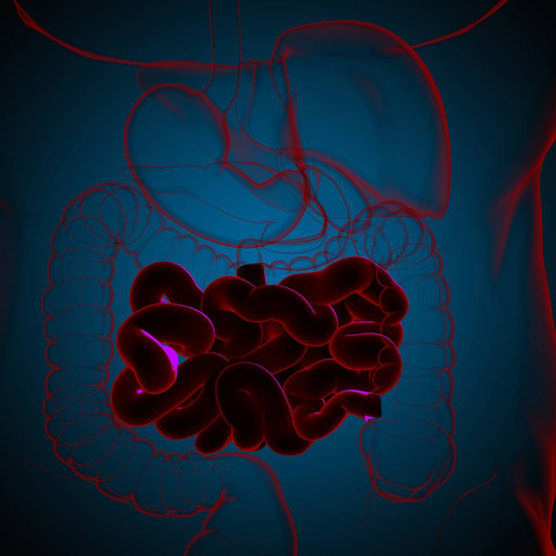 Illustration 3D de l'intestin grêle Anatomie du système digestif humain pour le concept médical - Photo, image