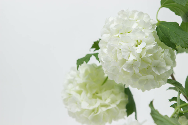 White flowers on a white background. Delicate white flowers on a light background. Spring flowers - 写真・画像