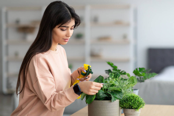 Woman spraying home plant with pure water from spray bottle - Photo, Image