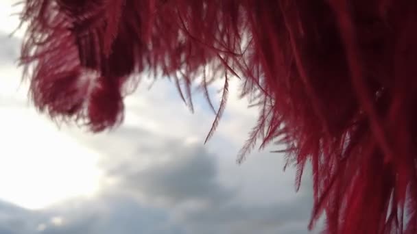 Red feather outdoor, in the foreground, with nature background - Metraje, vídeo