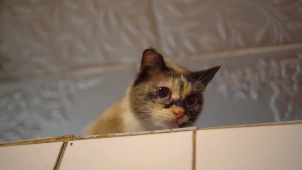 испуганный кот смотрит в камеру, сидящую на русской печи. Крупный план - Кадры, видео