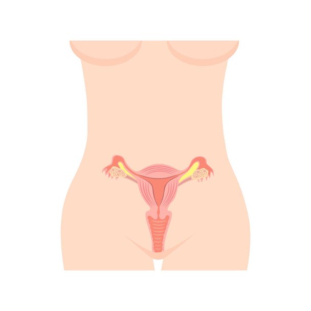 weibliche Anatomie-Icon-Illustration für Hintergrund - Vektor, Bild