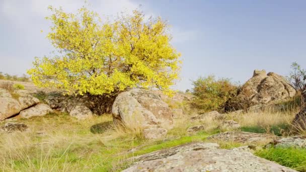 The tree is dressed up in an autumn outfit. Aktovsiy canyon, Ukraine. Autumn trees and large stone boulders around. Live video - Footage, Video