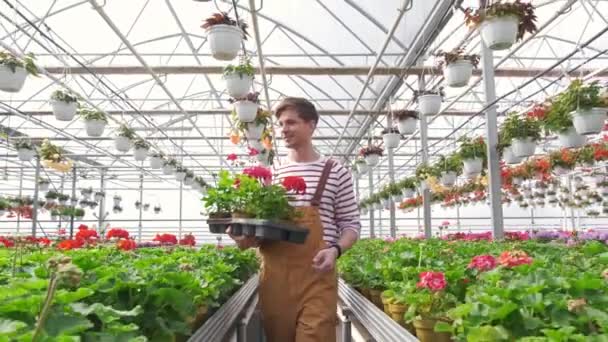Hymyilevä Kukkakauppias kuljettaa kukkia tarjotin kasvihuoneessa. kevät puutarhanhoito käsite - Materiaali, video