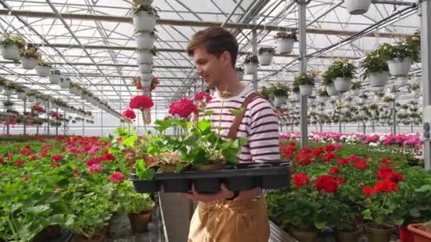Męski ogrodnik dba o rośliny podczas ogrodnictwa kwiaty w szklarni. Styl życia - Materiał filmowy, wideo