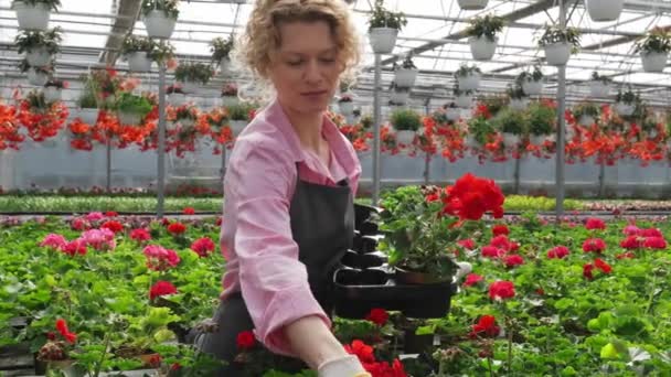 Happy woman gardener working in greenhouse. Female worker touching and supervising flowers and looks at them - Footage, Video
