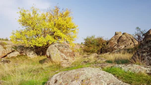 Strom je oblečen do podzimního oblečení. Kaňon Aktovsiy, Ukrajina. Podzimní stromy a velké kamenné balvany kolem. Live video - Záběry, video
