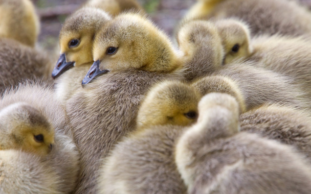 Canada Goose Chicks Saskatchewan - Photo, Image