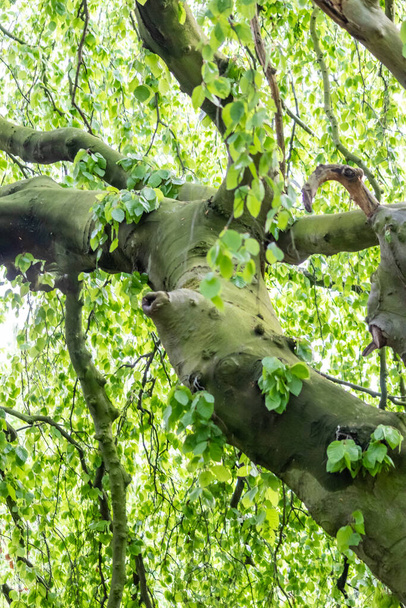 Вид на корону дерева глядя в зеленую листву весной показывает величественные ветви с зелеными листьями, как природные джунгли и здоровую природу и окружающую среду с живописной верхушкой дерева и величественной короной - Фото, изображение