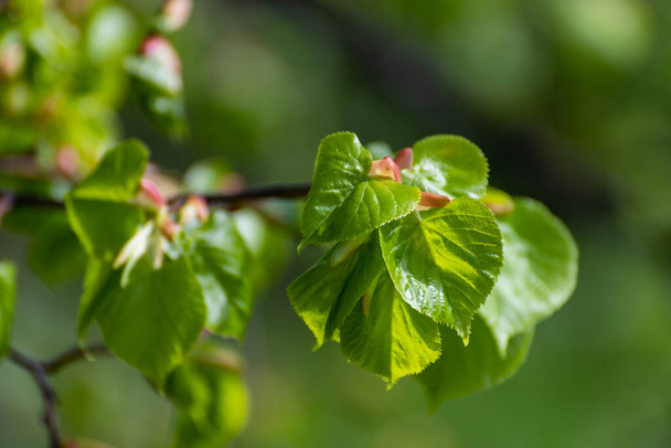 Apple tree twig with young leaves and a buds - Valokuva, kuva