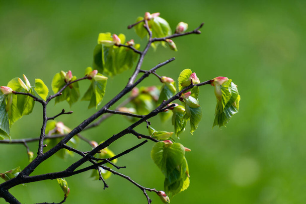 Apple tree twig with young leaves and a buds - Photo, Image