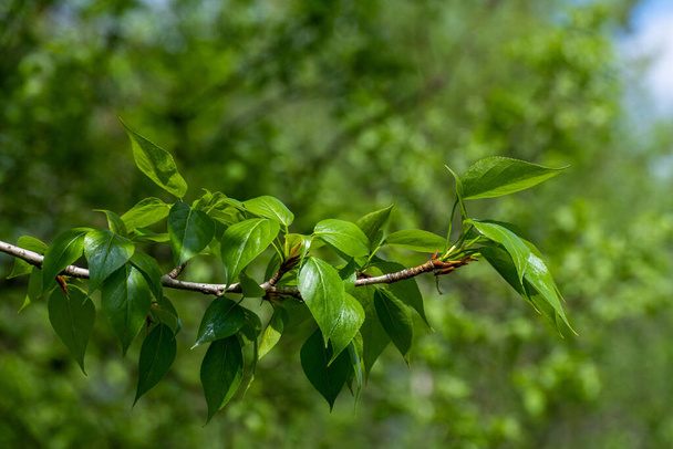 Poplar branch with young leaves in an early spring - 写真・画像