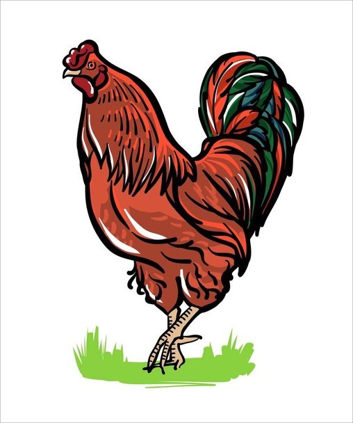 The red rooster is standing. Illustration sketch in color. - Vector, Image