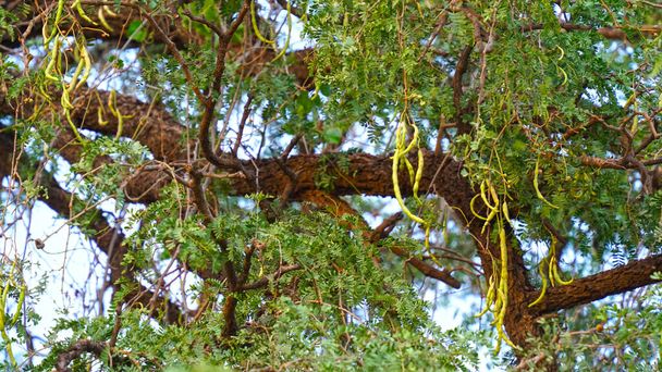 Pendurado saangari vagens e ramos com céu azul. Prosopis cineraria - Foto, Imagem