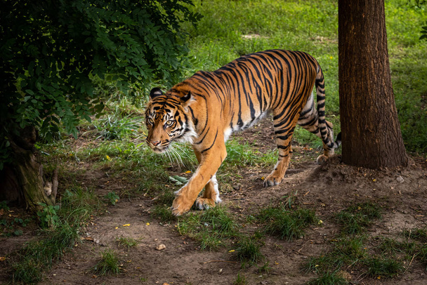 Tigris sétál az erdőben, és keresi a zsákmányt - Fotó, kép