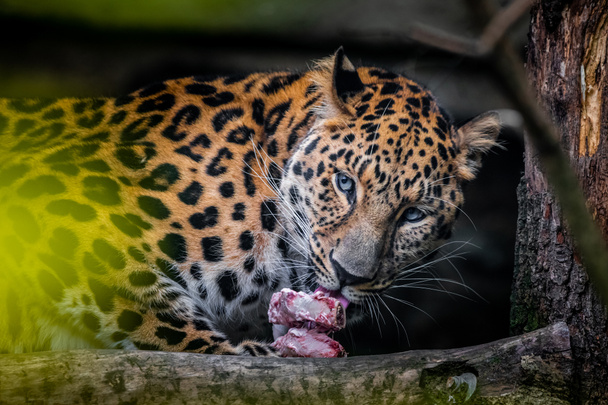 Amus léopard manger son butin et la surveillance environnante - Photo, image