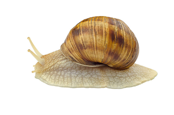 Large grape snail on a white background, isolate - Foto, afbeelding