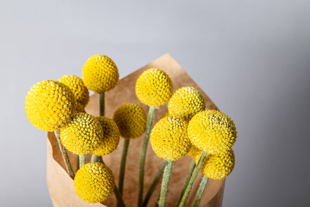 Craspedia globosa сухі квіти
 - Фото, зображення