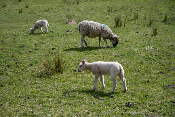 Schapen en lammeren in een veld in Noord-Engeland. - Foto, afbeelding