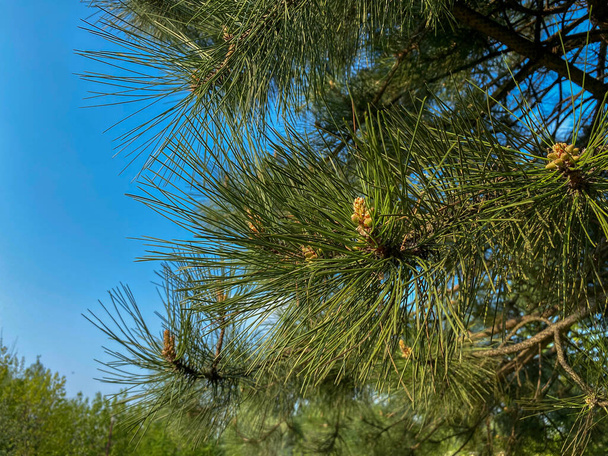 El pino joven Alepo pinus halepensis crece en el parque - Foto, imagen
