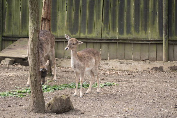 para małych jeleni w zoo natura - Zdjęcie, obraz