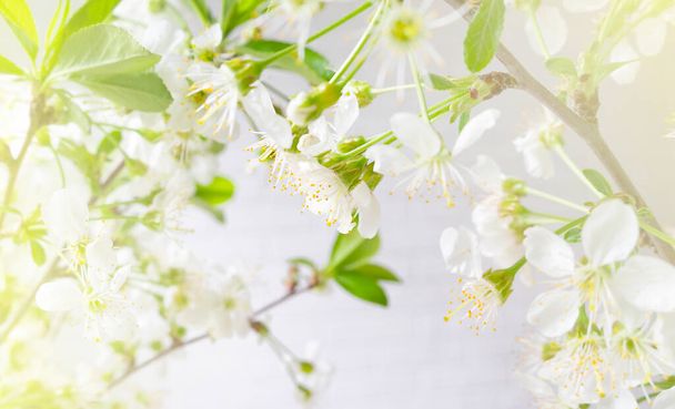 macro white cherry blossoms with green leaves. blurred summer background. - Foto, Imagen