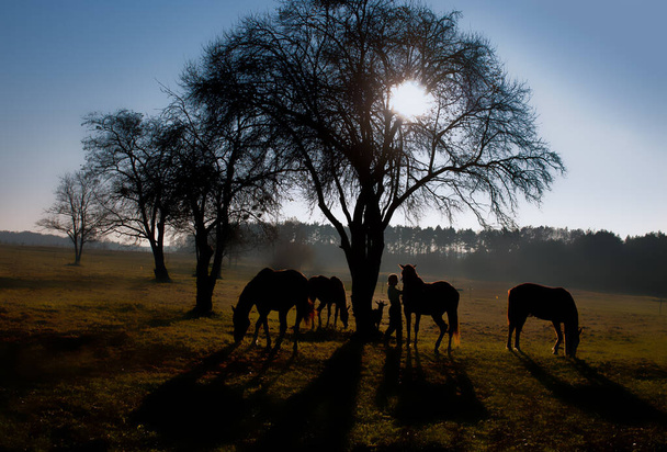 バックライト付きの馬、馬を装備した女性と木の周りのヤギの放牧 - 写真・画像