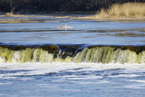 in het voorjaar springt de vis op de waterval Ventas rumba in Kuldiga, Letland - Foto, afbeelding