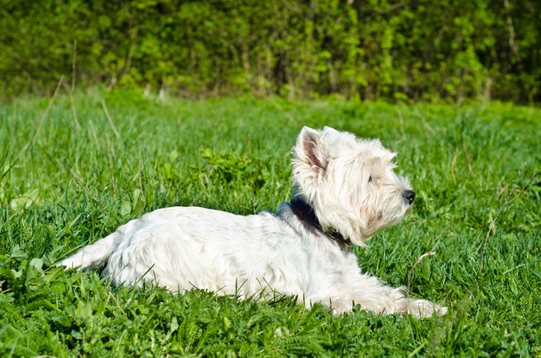 West highland terrier - Zdjęcie, obraz