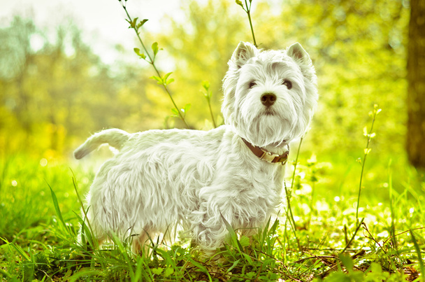 West Highland Terrier - Foto, Bild