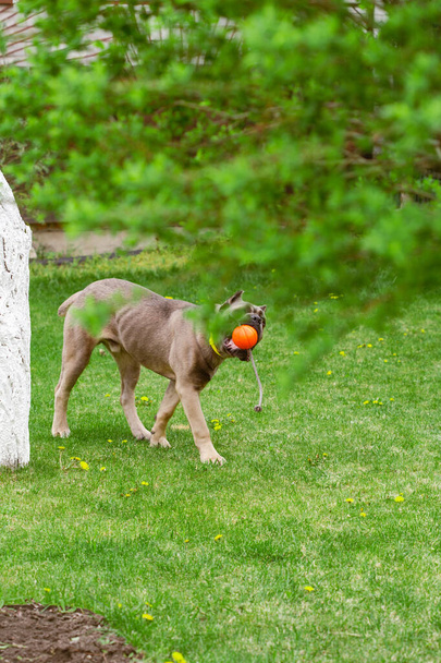 Portrait d'un corso de canne italien, couleur formentino. Joue sur une pelouse verte dans une balle, tireur. Chien fort et puissant. - Photo, image