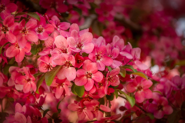 Pink flowering of an ornamental apple tree - Fotó, kép