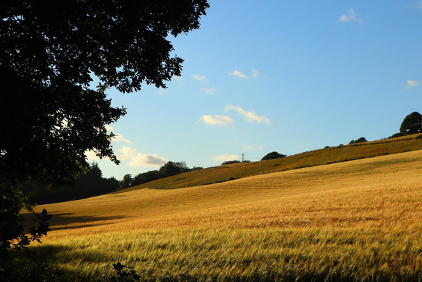 Campos de milho dentro de terrenos Restormel Manor - Foto, Imagem