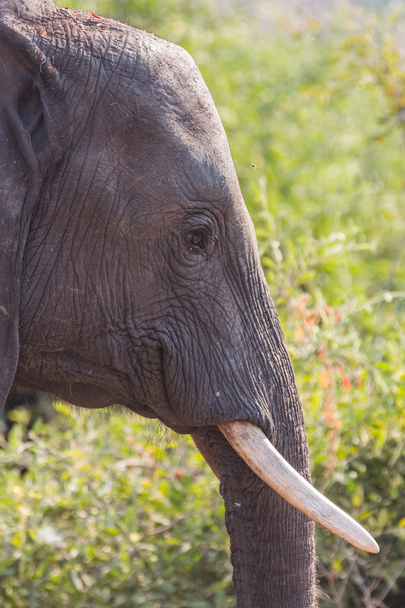 closeup slona v oznámení - Fotografie, Obrázek