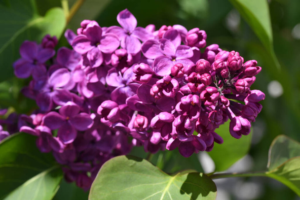 Close up of a purple lilac blossom - Photo, Image