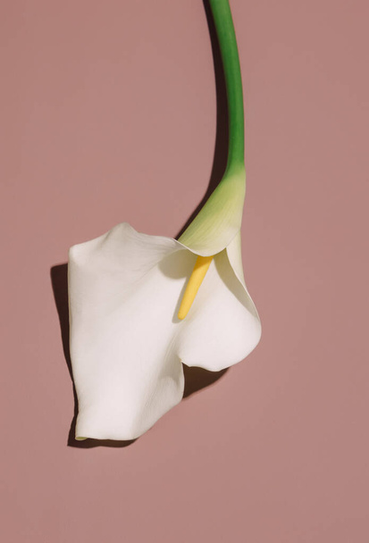 Prachtige calla bloem op bruine achtergrond. Bovenaanzicht  - Foto, afbeelding
