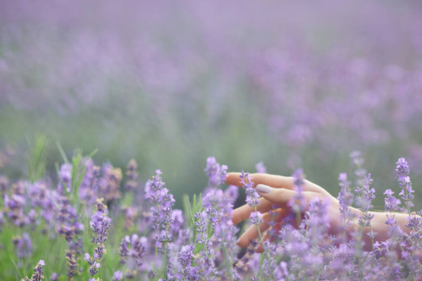 Female hands touching flowers in lavender field. - Foto, immagini