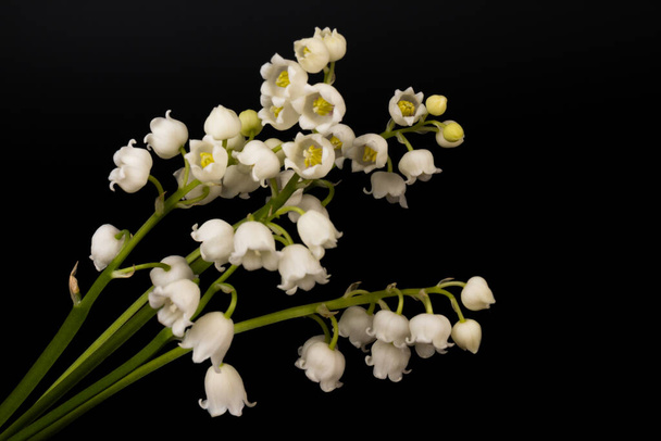 Rekonvallaria majalis (lilie z údolí), lilie z údolí byl používán na svatbách a může být velmi drahé. se ve Francii stalo tradicí prodávat lilie z údolí na Mezinárodní den práce - Fotografie, Obrázek