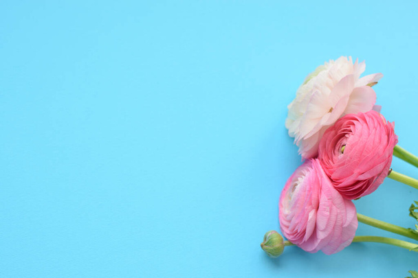 Beautiful bouquet of pink ranunculus flowers on a blue background. Flowers buttercup. Copy space for text - Fotó, kép