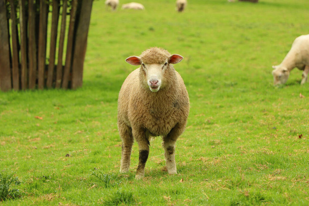 овцы в поле усадьбы Рестормел - Фото, изображение