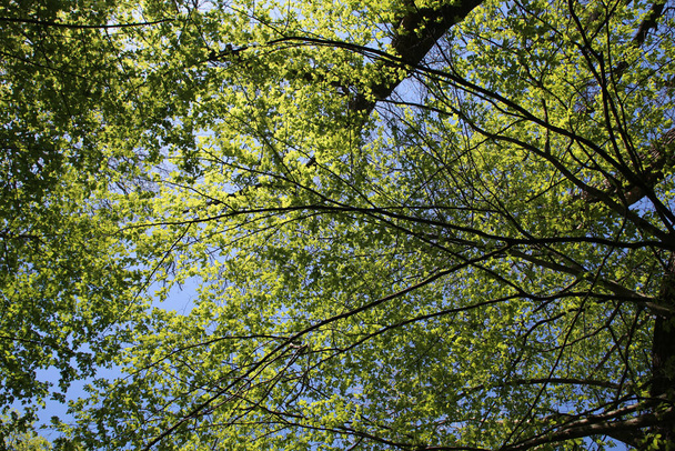 a low angle shot of green tree branches on a blue sky background - Foto, Imagen