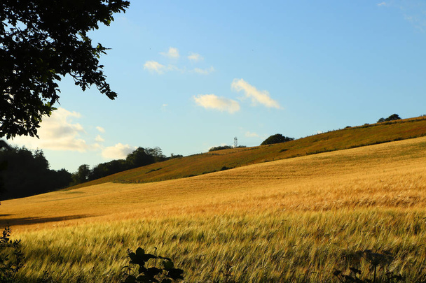 Maisfelder auf dem Gelände des Gutshofes Restormel - Foto, Bild