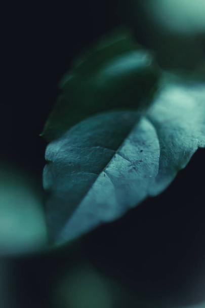 A selective focus shot of a fresh green leaf - Foto, afbeelding