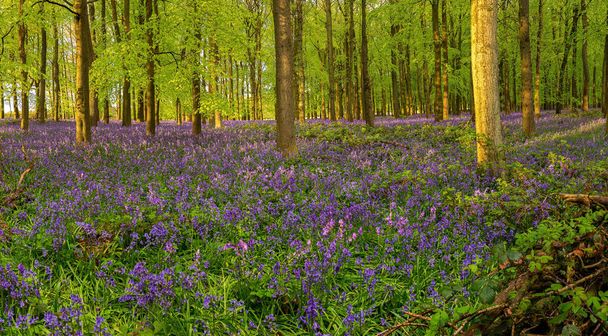 Britischer Wald voller Bluebells (Hyacinthoides) -Blüten - Foto, Bild
